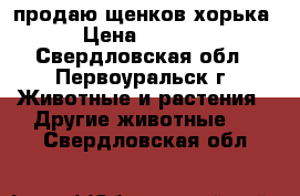 продаю щенков хорька › Цена ­ 5 000 - Свердловская обл., Первоуральск г. Животные и растения » Другие животные   . Свердловская обл.